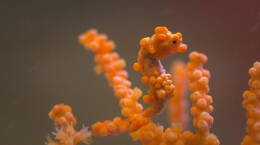 Pygmy Seahorses: Masters of Camouflage