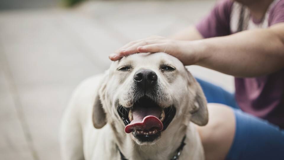 When humans interact with dogs, the feel-good hormone oxytocin increases — in the person and the dog.