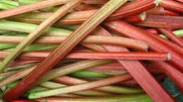 rhubarb.jpeg