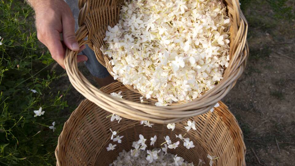 Perfume flower grower Pierre Chiarla picks jasmine flowers in his field in Grasse, France.