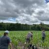 Four adults and a dog walk through a field of cornstalks as dark clouds form overhead.