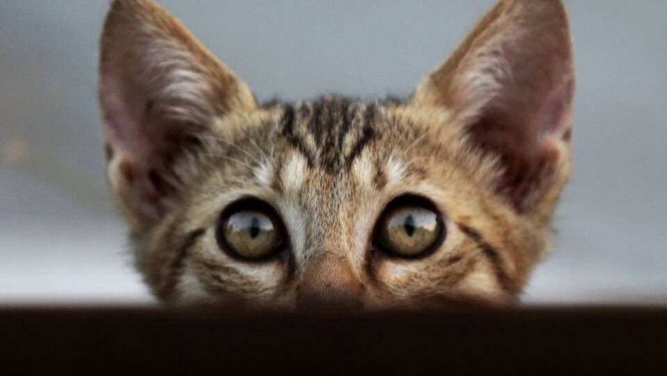 A street kitten looks out from behind a panel of lights in Cyprus in 2018.