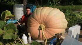 A young man with large headphones around his neck crouches next to a massive pumpkin. He's smiling for the camera in his garden.