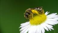 Bee_coniferconifer-Flickr.jpg