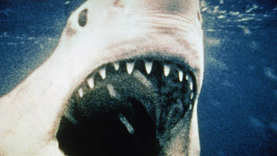 This grainy photograph shows a fake great white shark with its mouth wide open, baring its teeth.