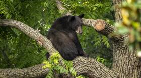 A black bear takes a rest, sitting down on a thick, horizontal branch of a tree in someone's yard.