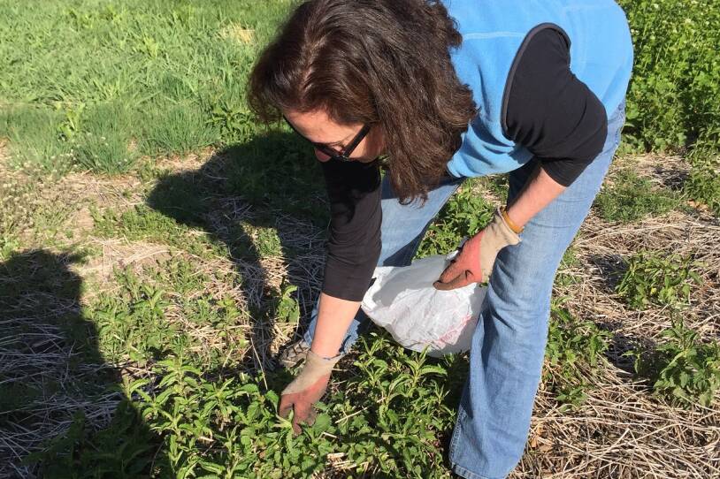 Ingrid collects nettles.