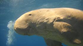 Dugong_cover.jpg