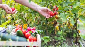 Female hands picking fresh tomatoes to wooden crate with vegetables.