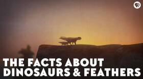 The Facts About Dinosaurs & Feathers