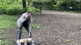 Dog Dispute Video
