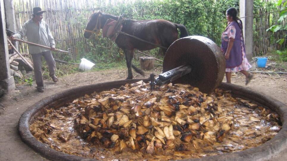Milling, a tradition that is preserved in Oaxaca.