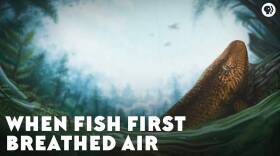 When Fish First Breathed Air
