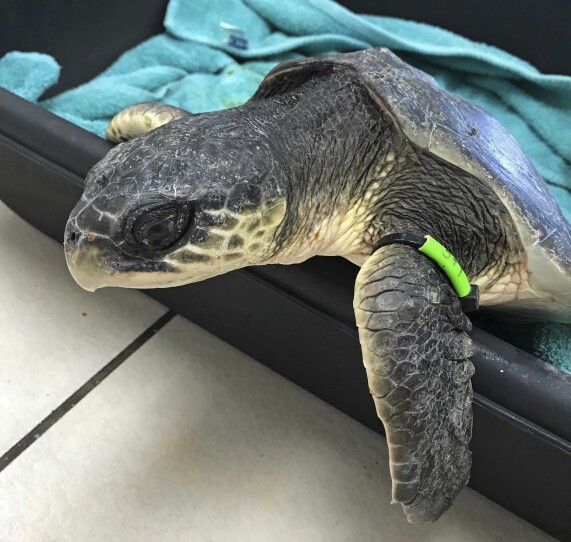 Cold Stunned Turtles