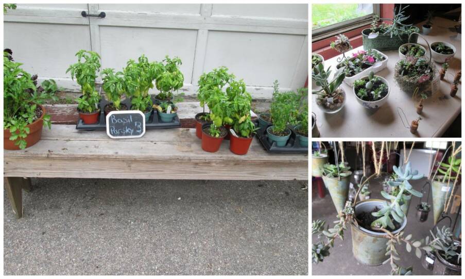 sakonnet farm herbs succulents