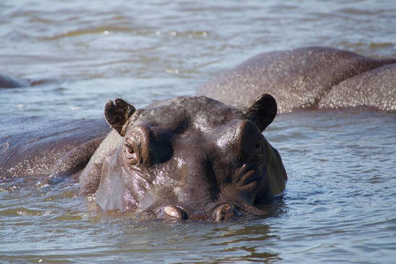 Hippos: Africa's River Giants