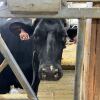 A black cow with tagged ears stands inside a pen.
