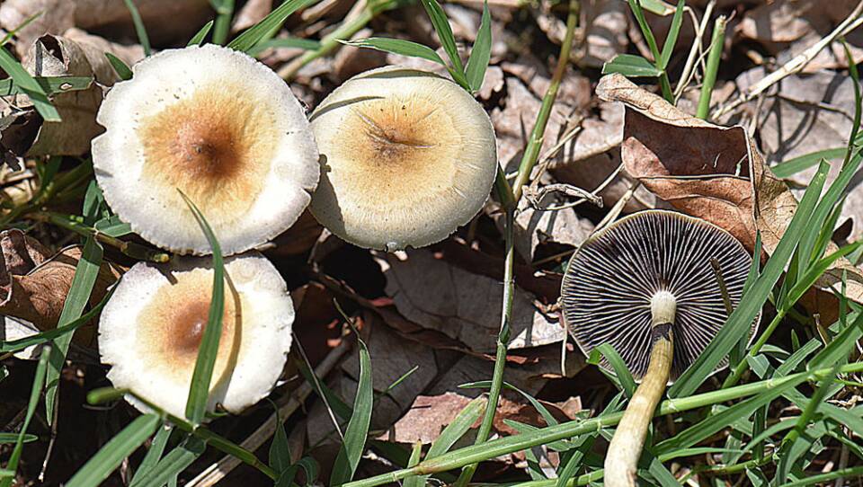 Psilocybe_cubensis_-_Flickr_-_Dick_Culbert.jpg