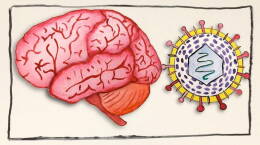 What Can Herpes Do To Your Brain?