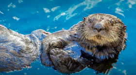 Otters: Cute, Playful, Geniuses?