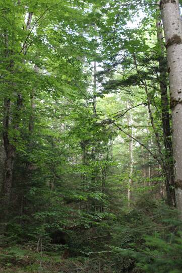 Large and small trees fill a forested landscape.