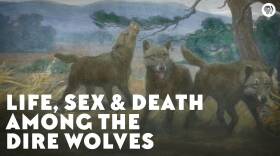Life, Sex & Death Among the Dire Wolves