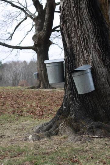 Maple trees with buckets attached.