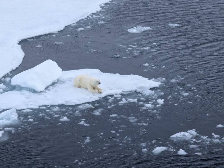 A polar bear sits on a large ice floe near its edge looking at open water.