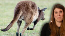 Could Kangaroo Farts Curb Global Warming?