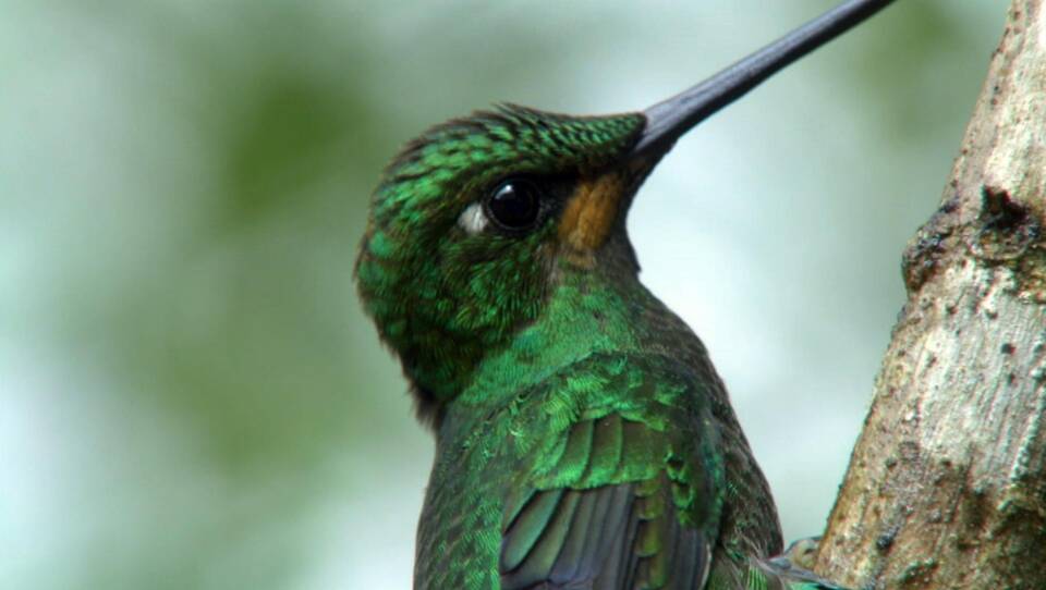 Hummingbirds: Magic in the Air
