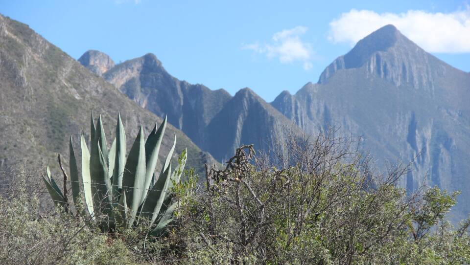 Agave.jpg