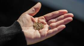 Seeds are seen as students at Eucalyptus Elementary School in in Hawthorne, Calif., learn to plant a vegetable garden on March 13, 2019. The U.S. supply of native seeds is currently too low to respond to climate change-related events, a new report finds.