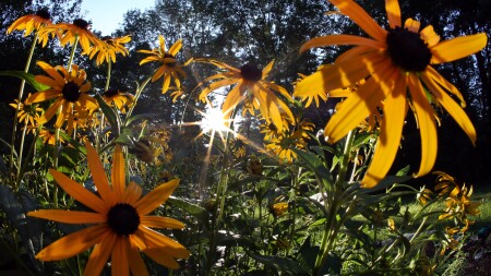 A patch of yellow flowers with dark brown centers.