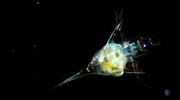 From Drifter to Dynamo: The Story of Plankton 