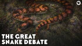 The Great Snake Debate