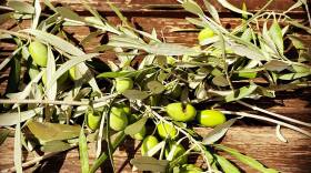 The Land of Liquid Gold