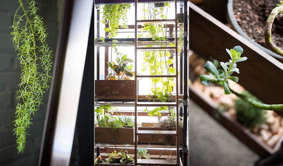 Journeyman's ladder of greenery in floor to ceiling windows.