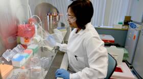 Research & Development associate Divya Nagalati works on cell cultures in Regeneron's infectious disease labs in Tarrytown, N.Y. The firm is looking for tailored antibodies that might prove useful as a drug against the new coronavirus.