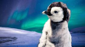 Baby Penguins Can Navigate Better than You