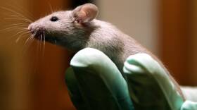 The memory of aging mice improved when they received a substance found in the spinal fluid of young animals.