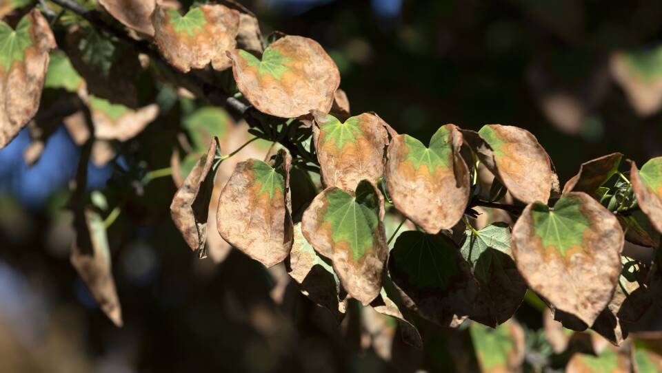 A close-up on a tree branch with browning, dry leaves.