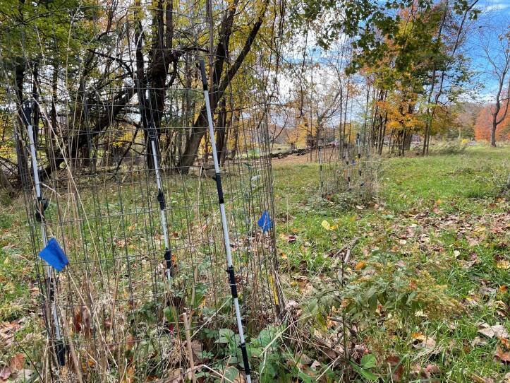  Former pasture at the test plot in Whately, where the young trees are being planted.