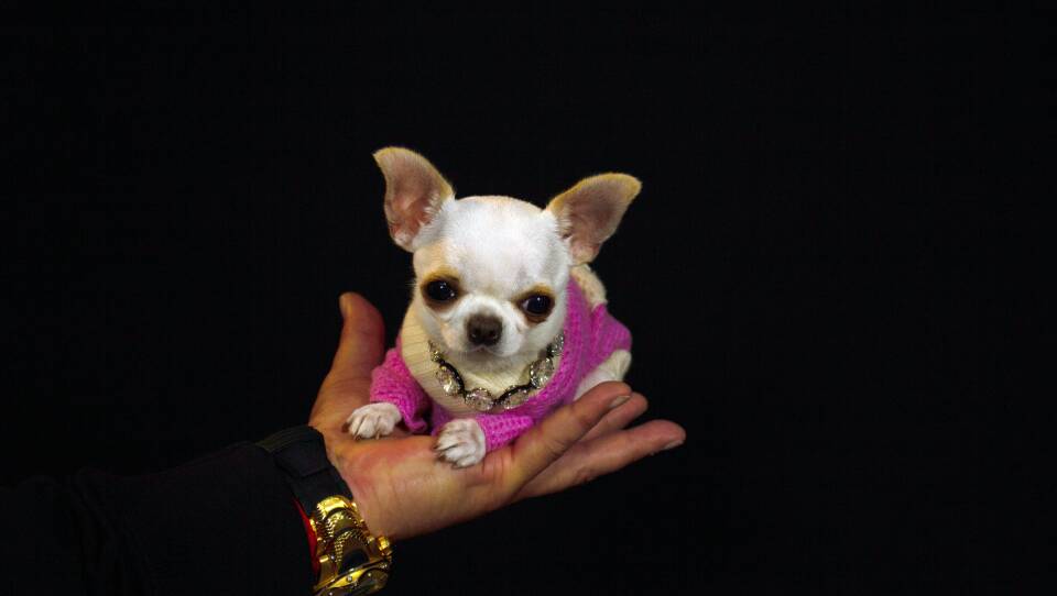 Pearl the dog measures exactly 3.59 inches tall and 5 inches long.
