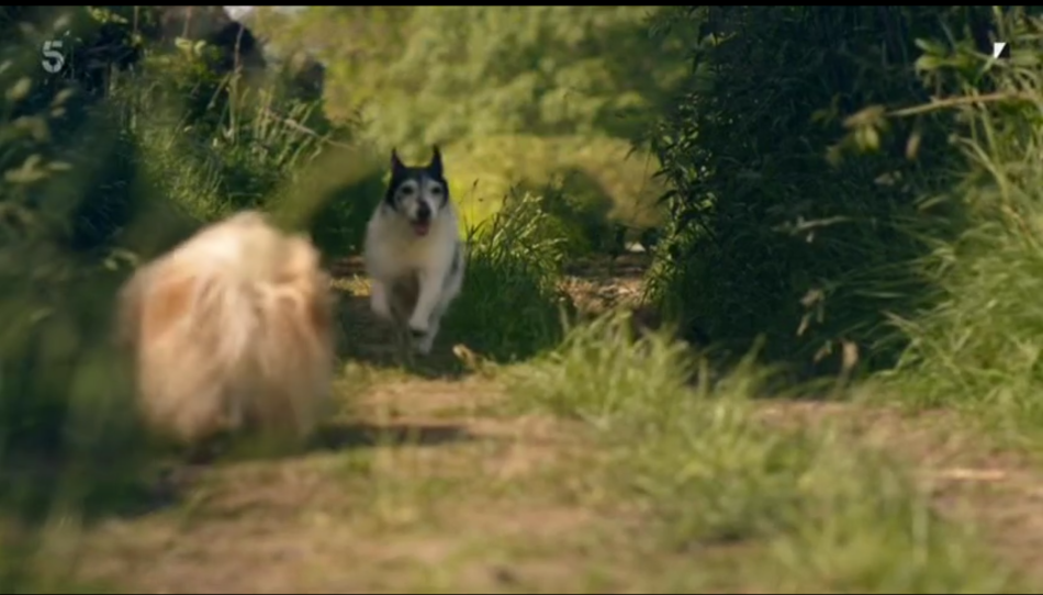Two small dogs run towards each other in excitement