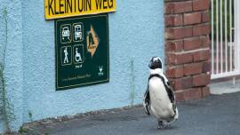 Now streaming: Wild Metropolis