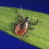 Closeup on a black and brown tick.