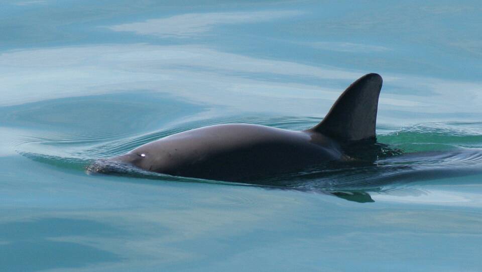 Vaquita4_Olson_NOAA.jpg
