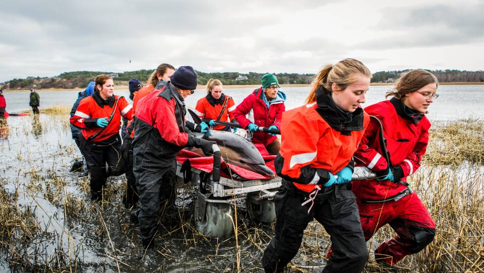 A group of people help pull a dolphin out of the marsh on Cape Cod. They wear red and black jackets and boots. The dolphin lies on a metal stretcher on a red foam mat.