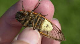 Why Don't These Cicadas Have Butts?