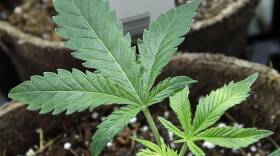 Legal Marijuana Massachusetts